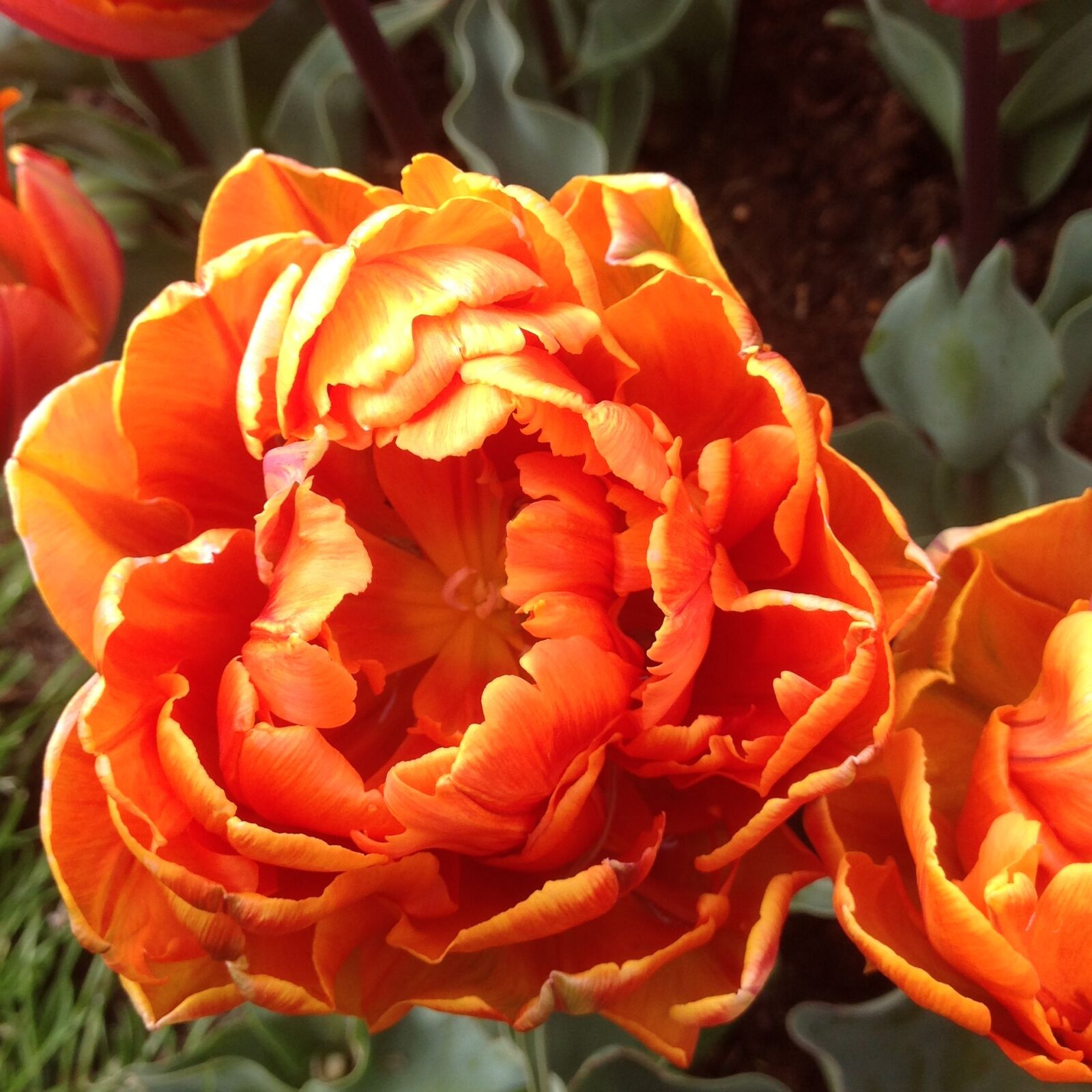 iPad back camera 4.28mm f/2.4 sample photo. Tulip, keukenhof garden, flower photography
