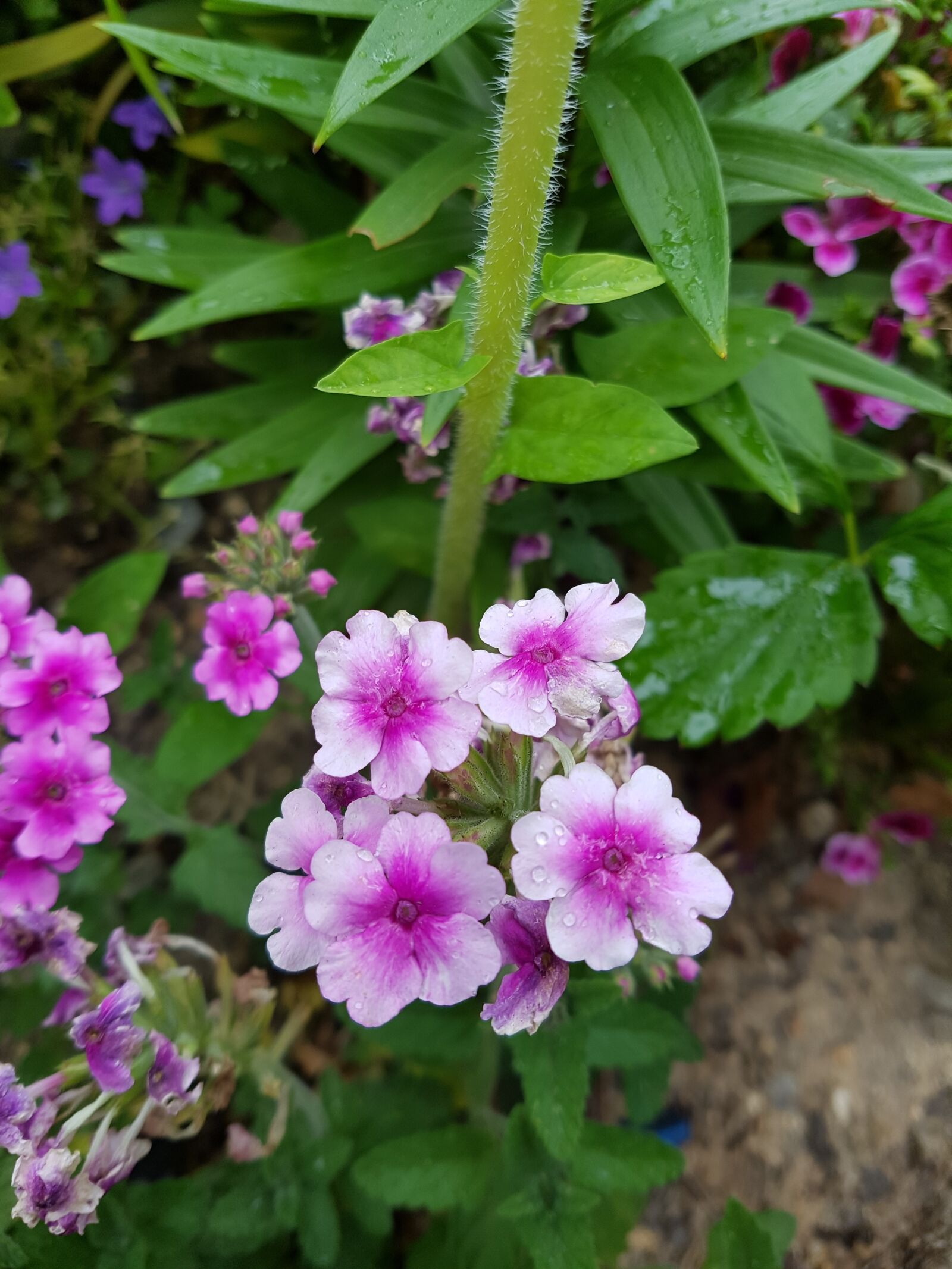 Samsung Galaxy S7 Edge sample photo. Flowers, roadside, around photography