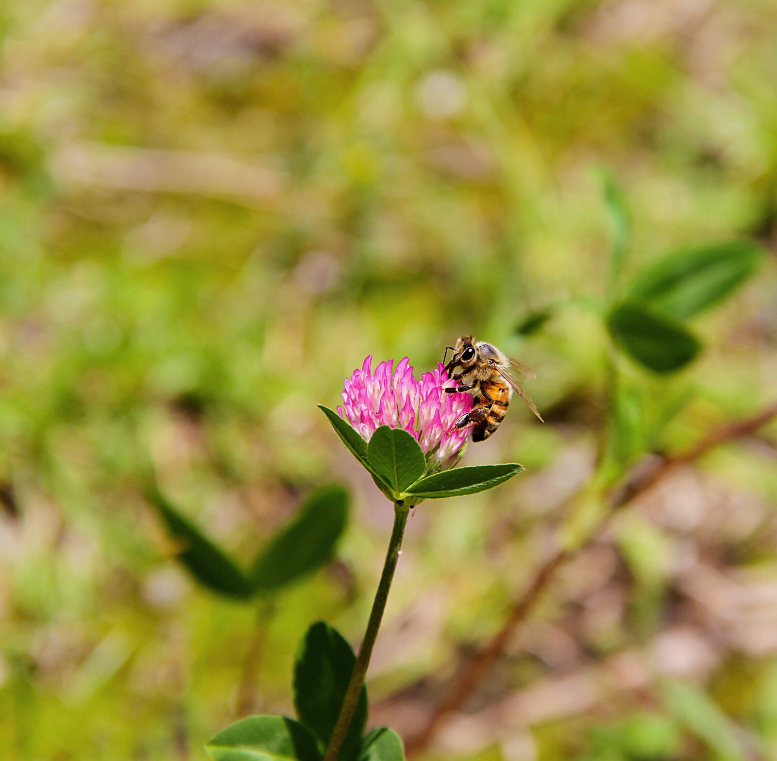 Canon EOS 7D sample photo. Bee, nature, insect photography