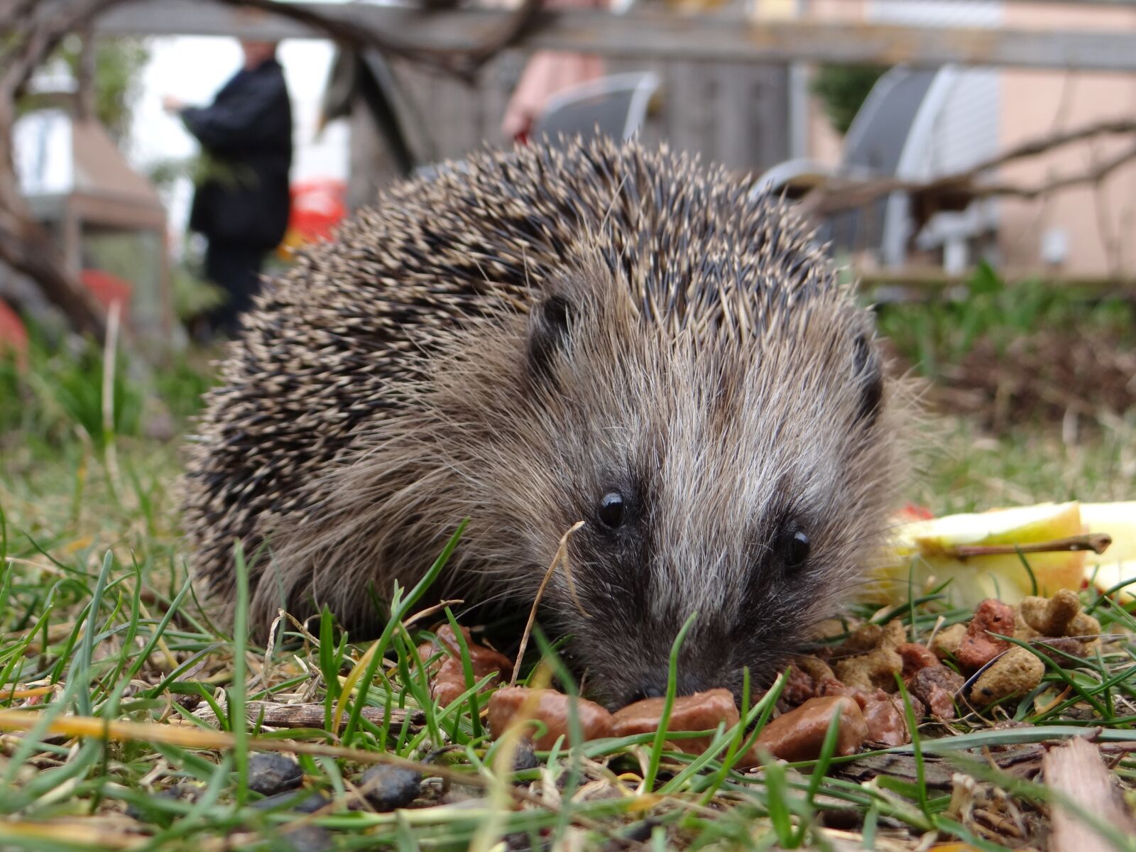 Sony Cyber-shot DSC-HX100V sample photo. Hedgehog, garden, mecki photography