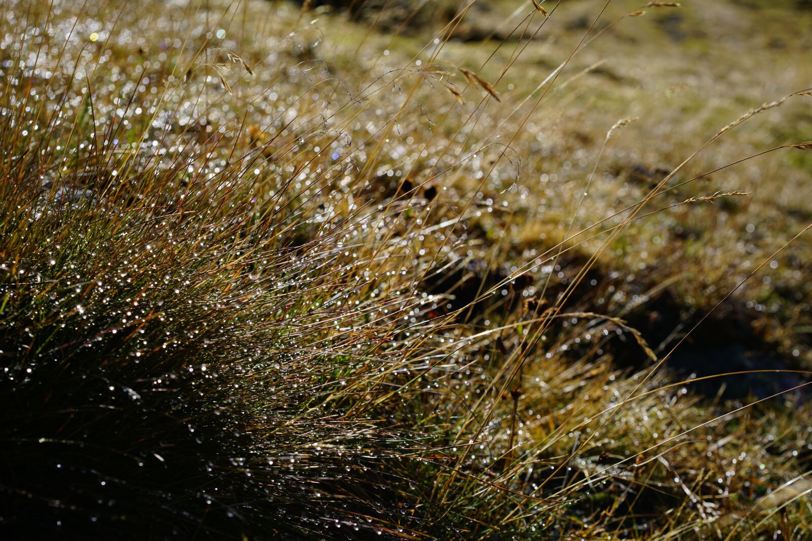 Sony a7R II + Sony Sonnar T* FE 55mm F1.8 ZA sample photo. Grass, dewdrop, backlighting photography