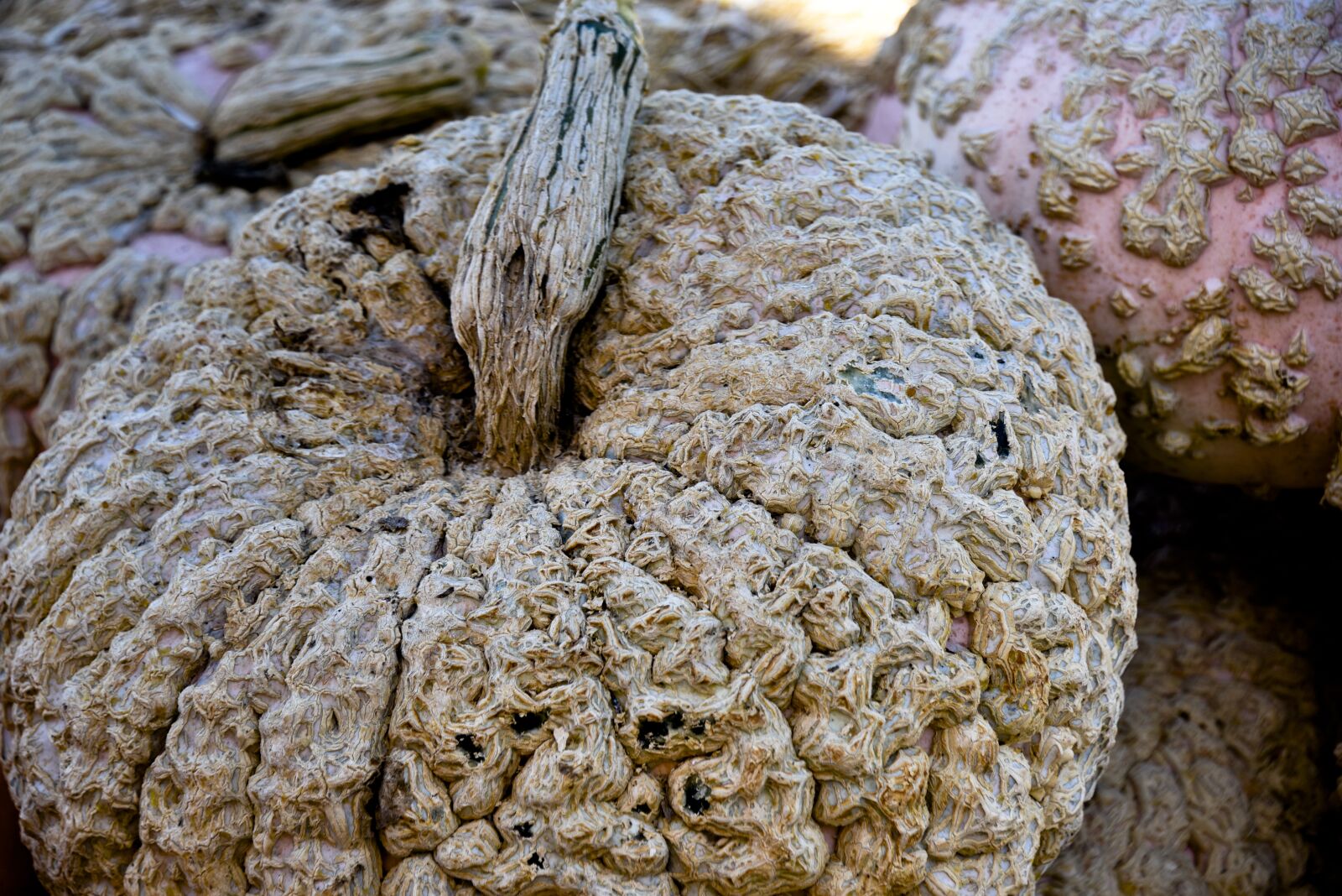 Nikon D750 sample photo. Pumpkin, white, crinkled photography