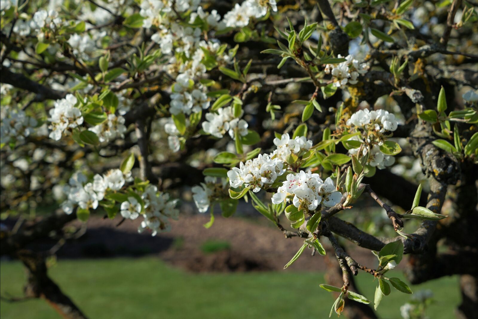 Sony a7 II + Sony Vario Tessar T* FE 24-70mm F4 ZA OSS sample photo. Blossom, bloom, pear photography
