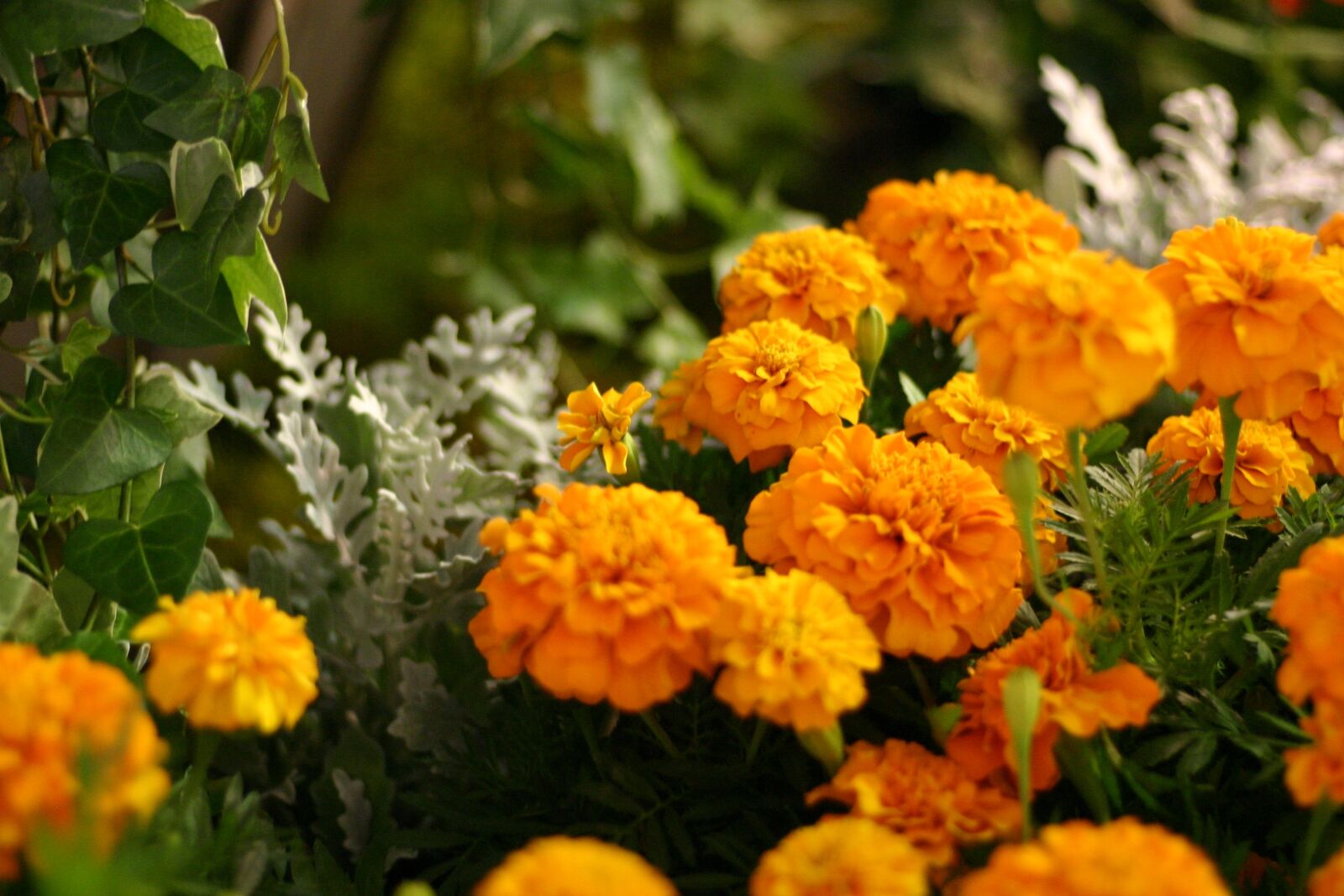 Canon EOS 300D (EOS Digital Rebel / EOS Kiss Digital) sample photo. Flowers, marigold, orange photography