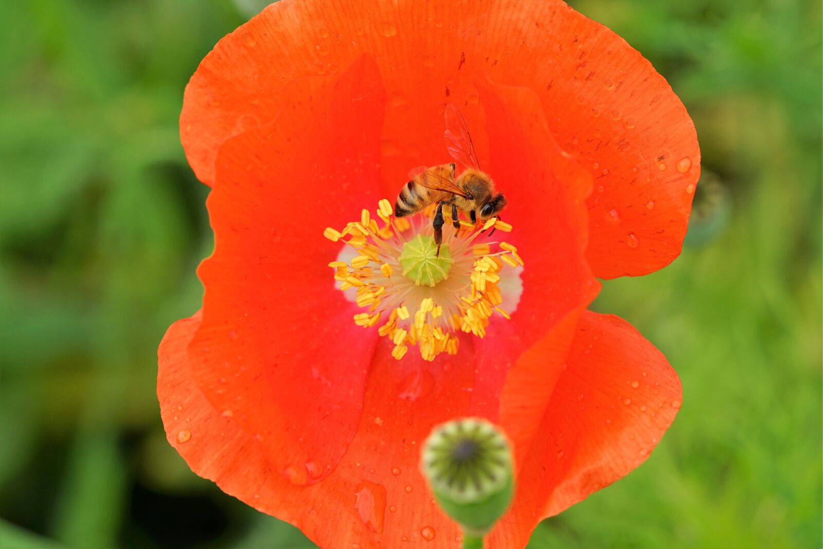 Sony a7R + Sony FE 90mm F2.8 Macro G OSS sample photo. Bee, poppy, flower photography
