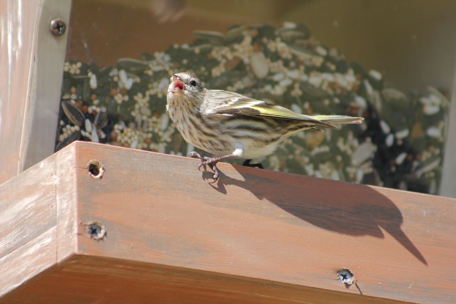Canon EOS 550D (EOS Rebel T2i / EOS Kiss X4) sample photo. Bird, nature, outdoors photography