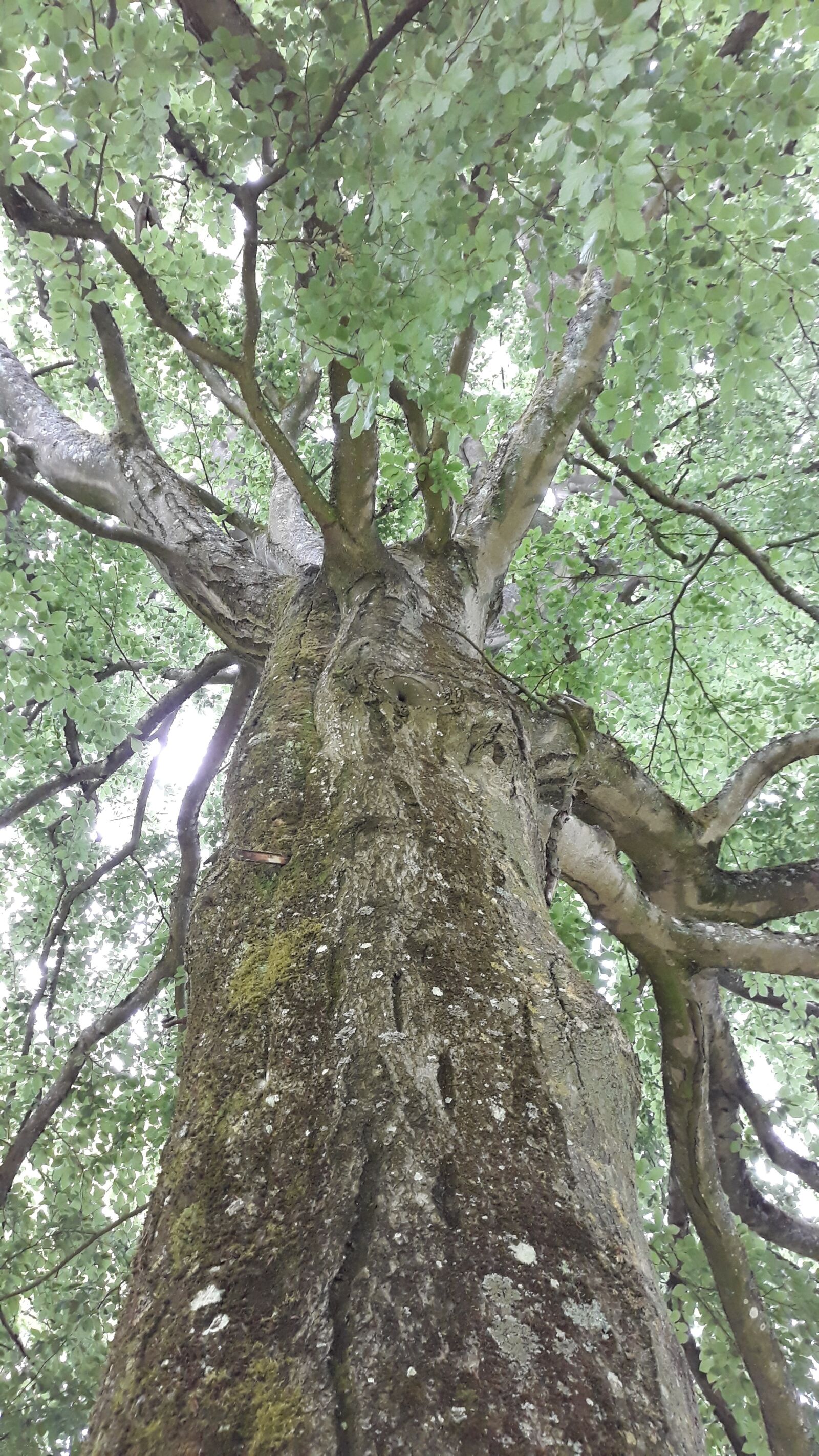 Samsung Galaxy J5 sample photo. Tree, forest, nature photography