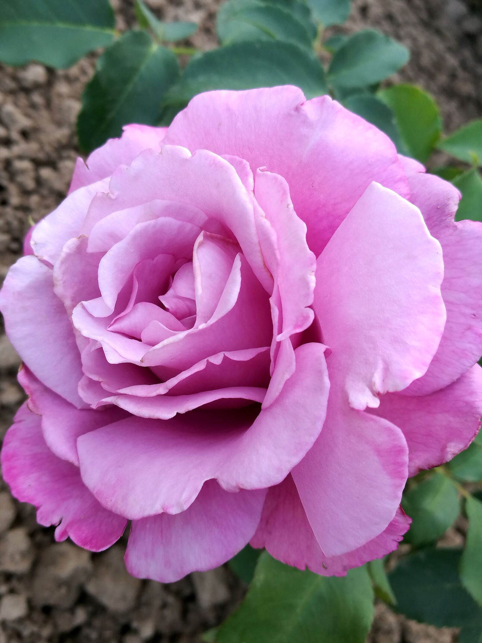 HUAWEI P9 sample photo. Rose, garden, purple rose photography
