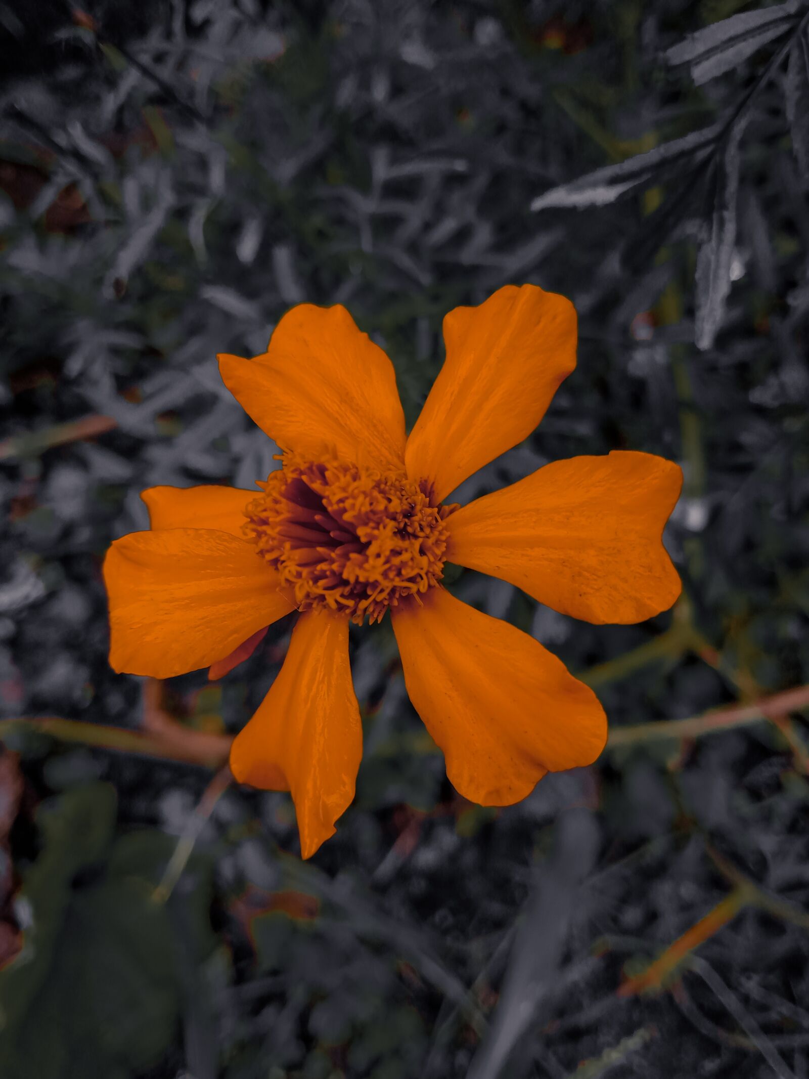 Realme C2 sample photo. Autumn flowers, background blur photography