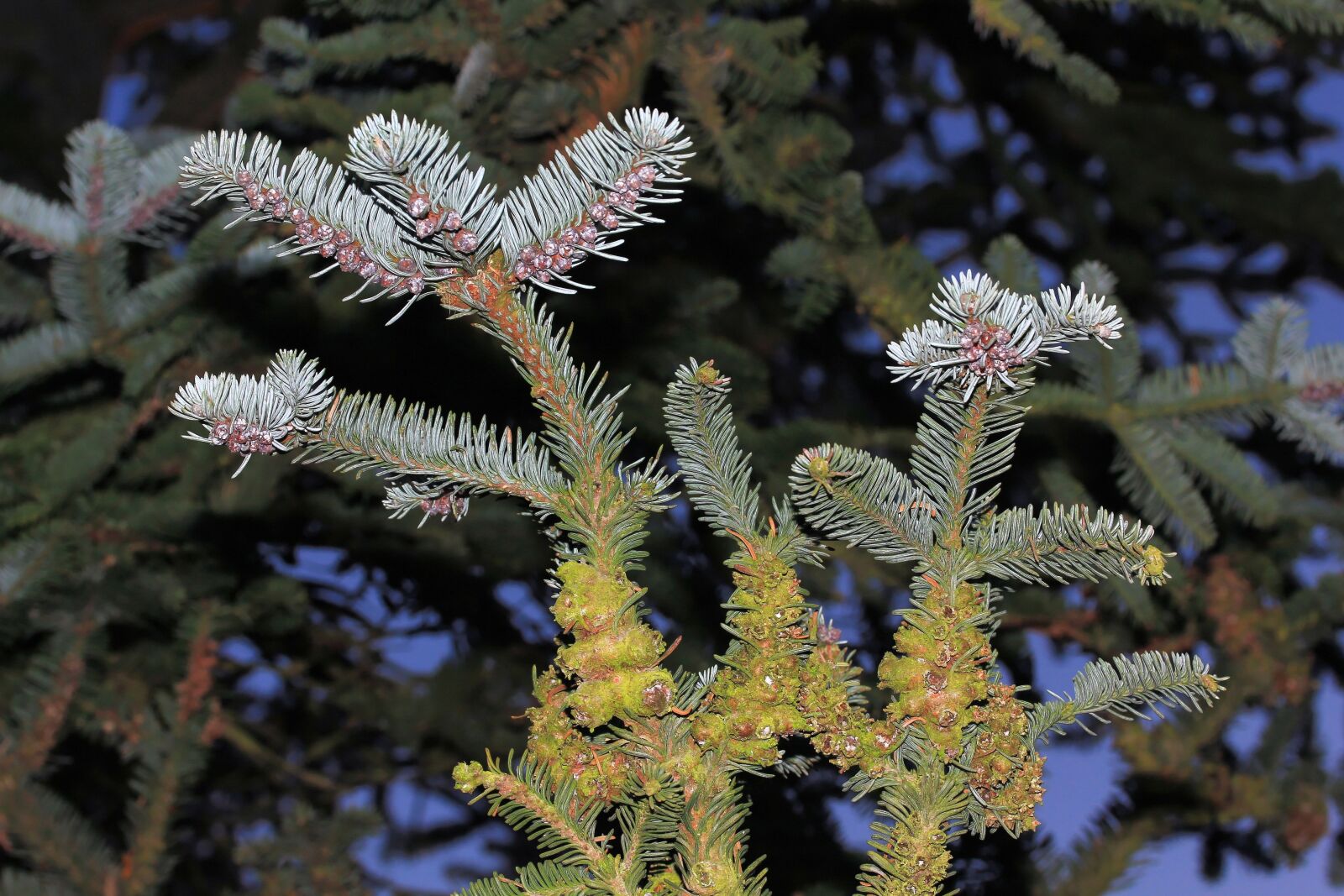 Canon EF-S 60mm F2.8 Macro USM sample photo. Fir tree, pine needles photography