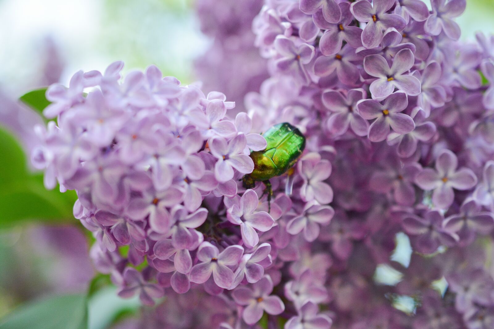 Nikon D5200 sample photo. Lilac, insect, bug photography