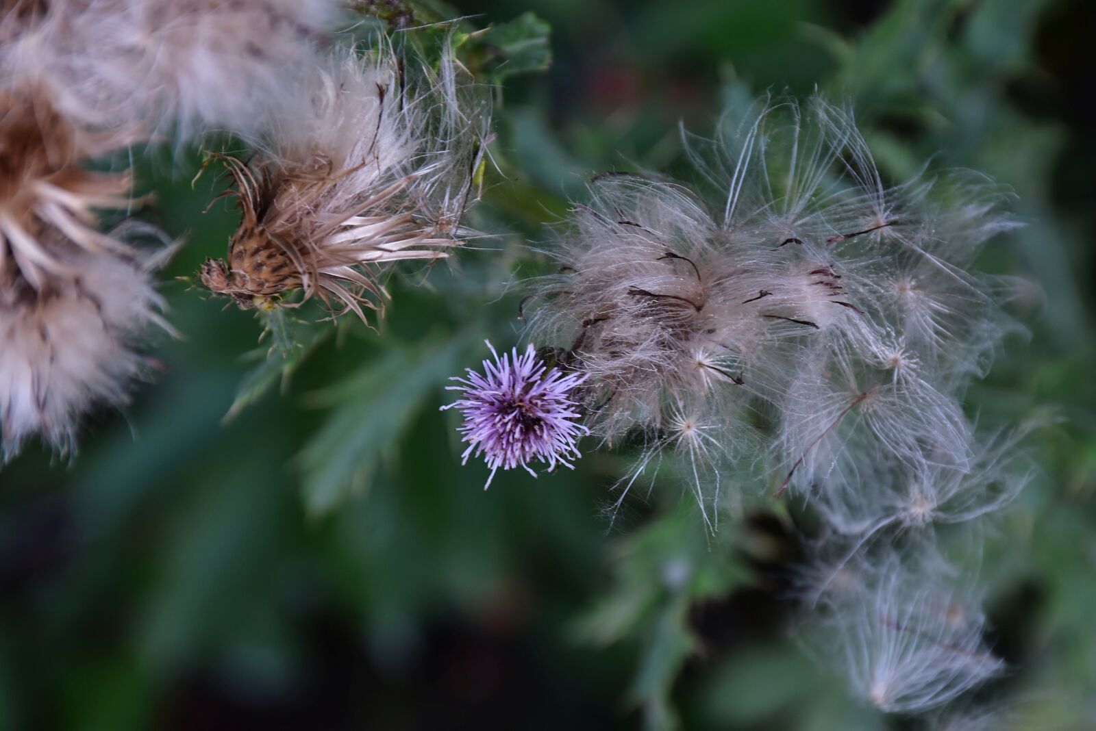 Nikon D7200 sample photo. Thistle, pappus, flower coronary photography