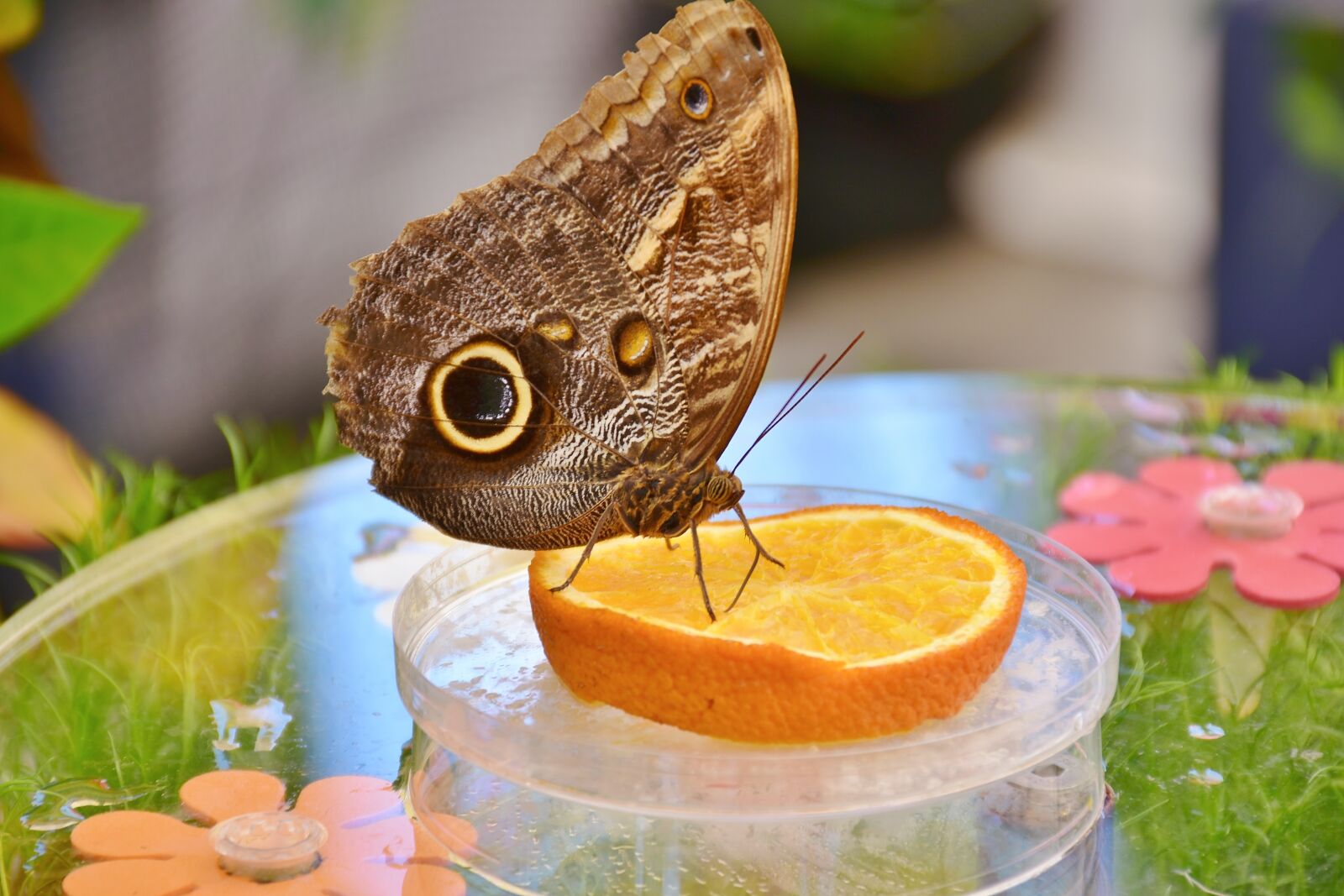 Nikon D7200 sample photo. Butterfly, owl butterfly, edelfalter photography