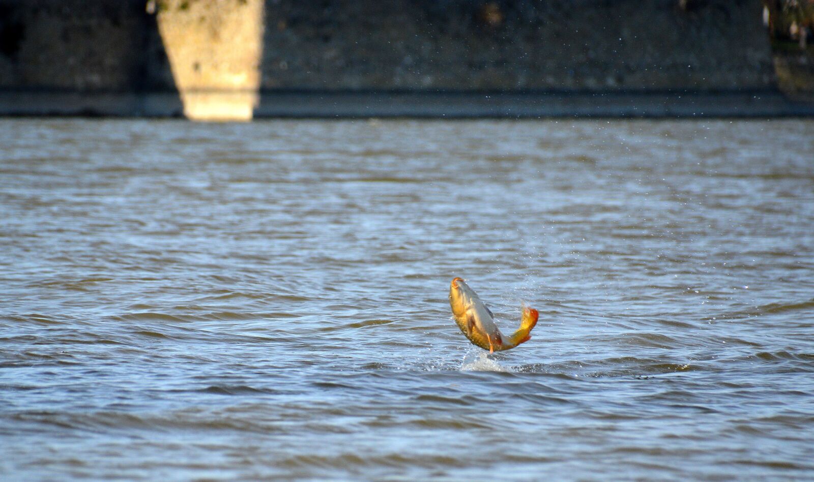Nikon D3200 sample photo. Carp, fish, koi photography