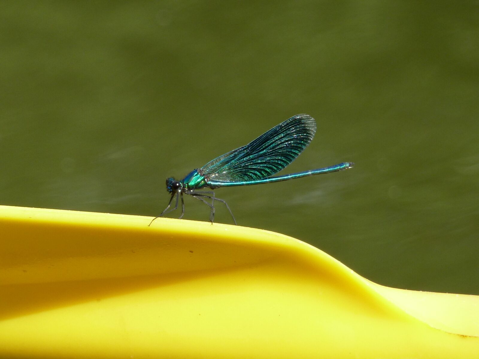Panasonic Lumix DMC-ZS7 (Lumix DMC-TZ10) sample photo. Dragonfly, insect, blue photography