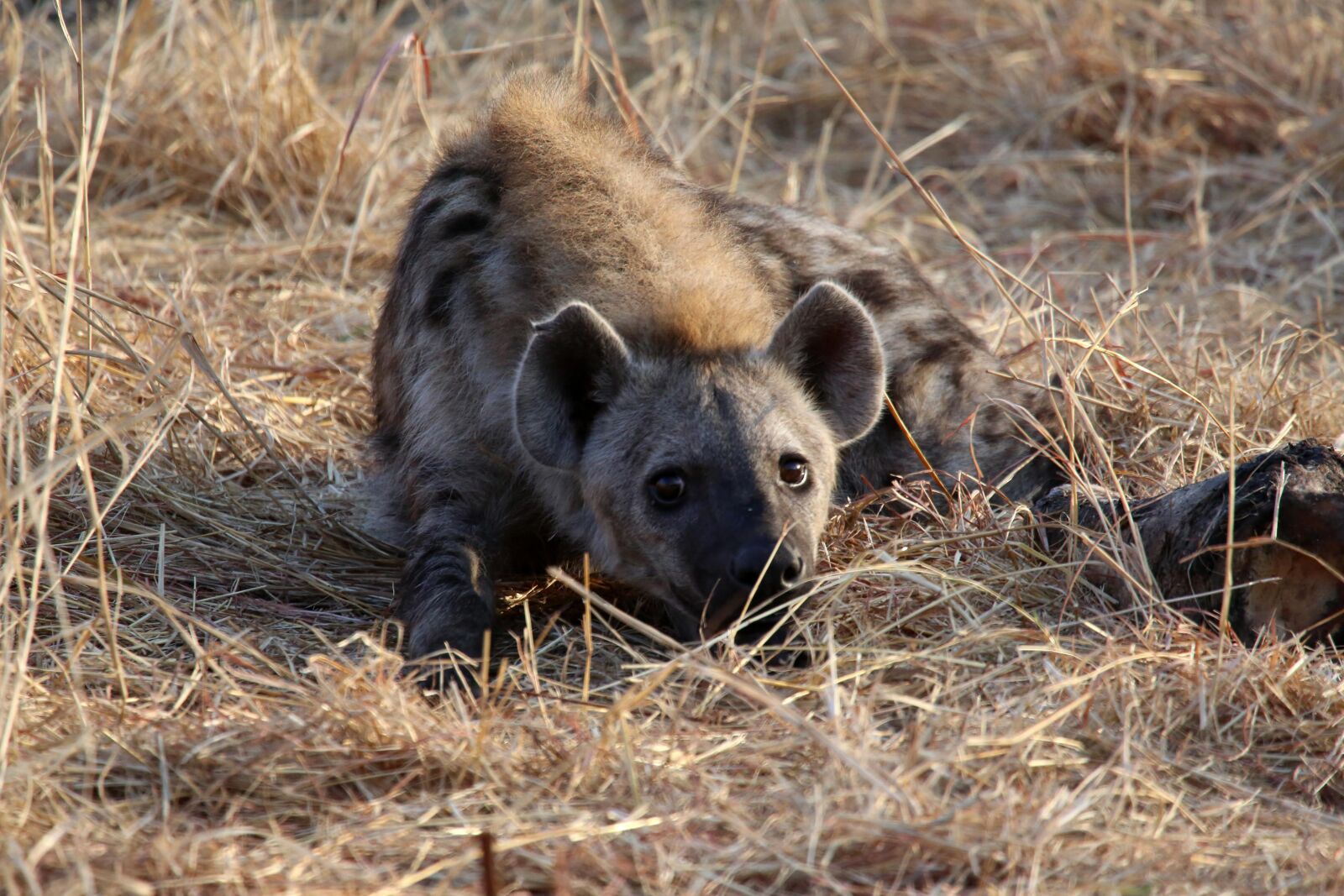 Canon EF 100-400mm F4.5-5.6L IS USM sample photo. Hyena, wildlife, wild photography