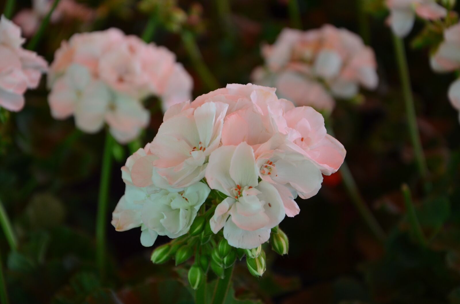 Nikon D5100 sample photo. White, flower, flowers photography