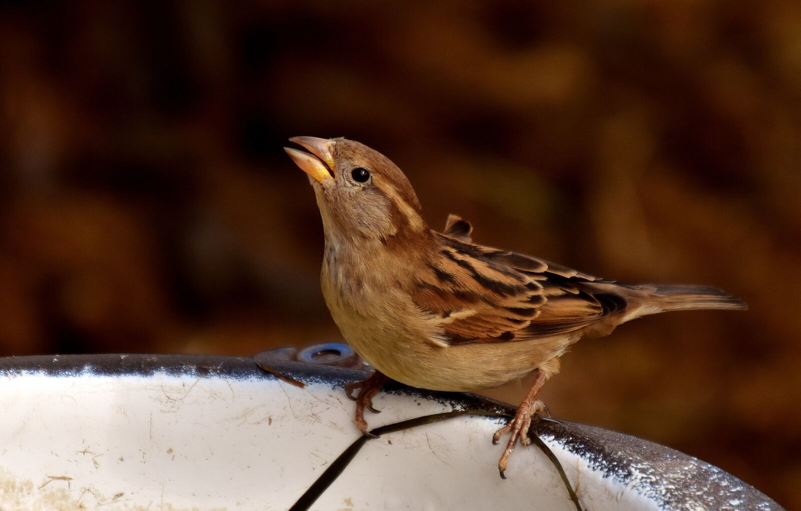 Nikon D7200 sample photo. Sparrow, small bird, cute photography