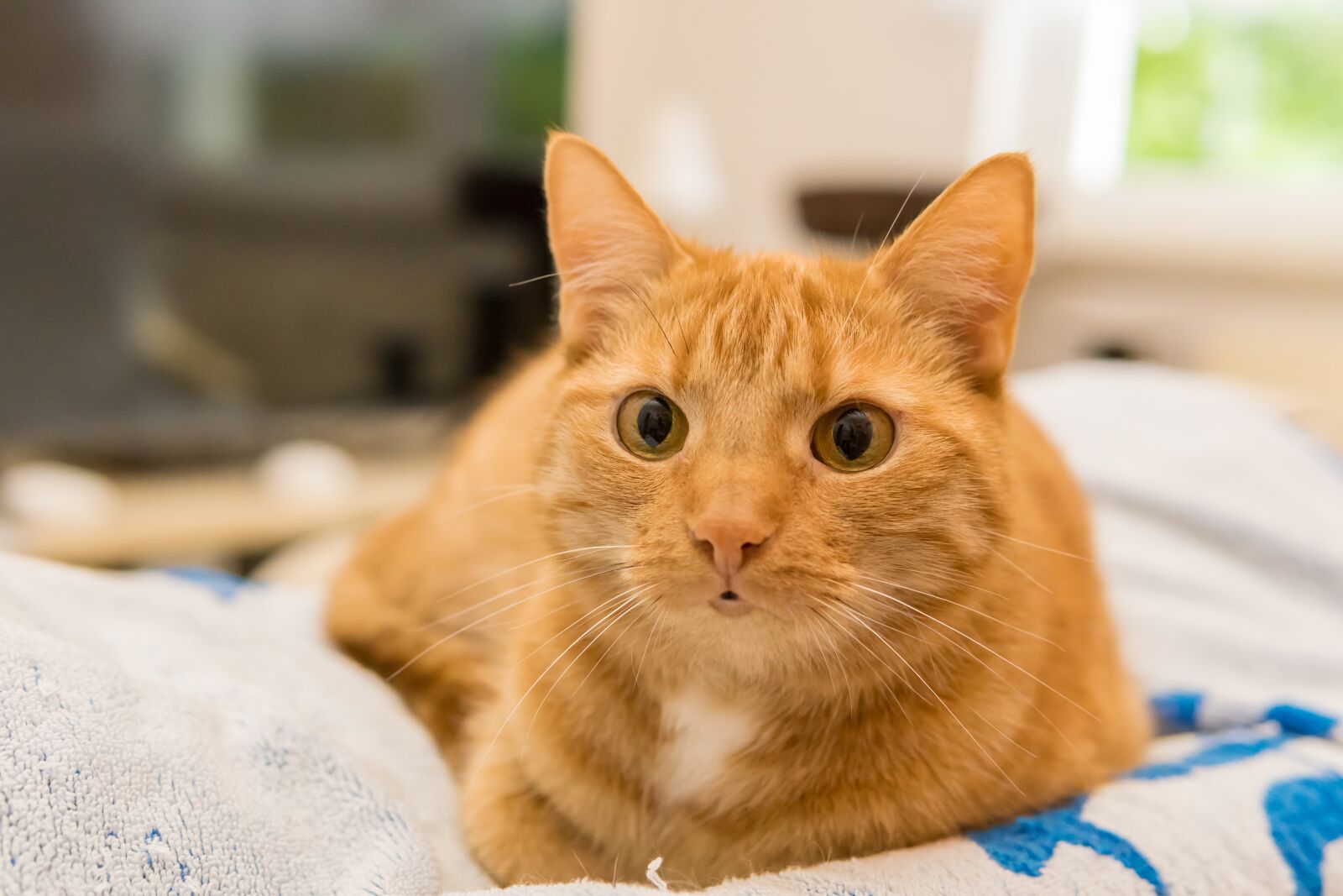 30mm F1.4 DC DN | Contemporary 016 sample photo. Cat, domestic cat, red photography