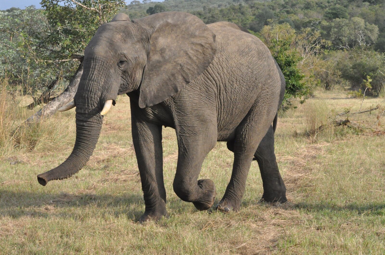Nikon D90 sample photo. Elephant, safari, south africa photography