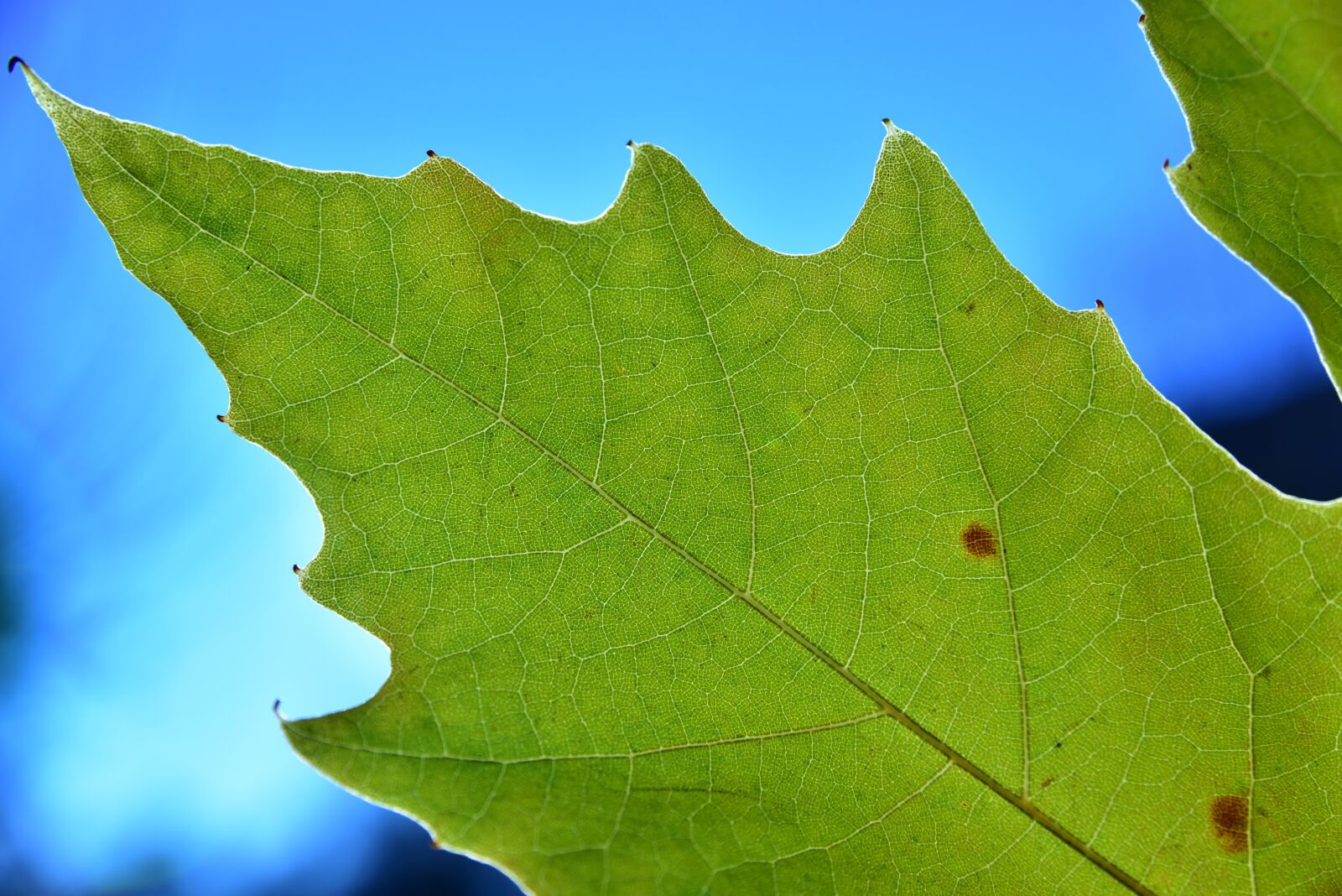 Nikon D750 sample photo. Leaf, autumn, maple leaf photography