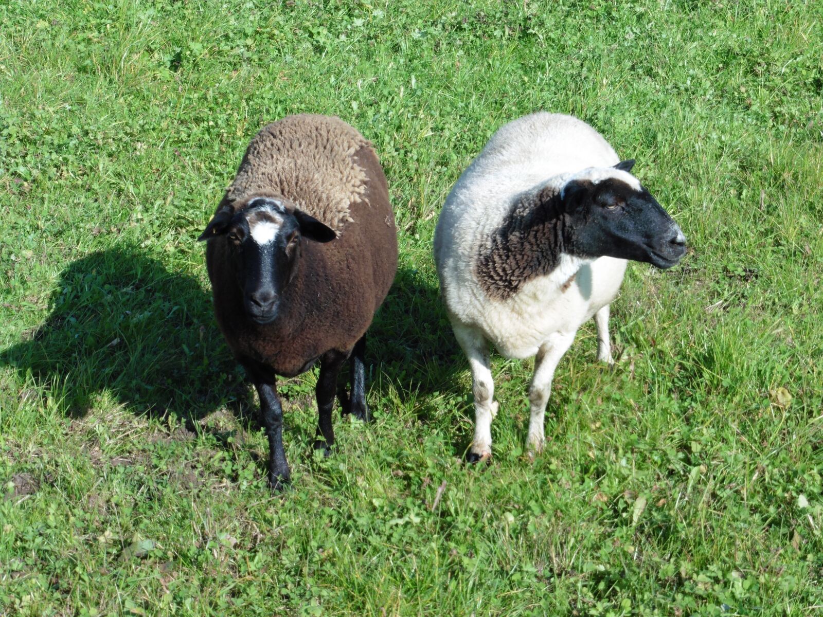 Panasonic DMC-TZ56 sample photo. Sheep, animals, wool photography