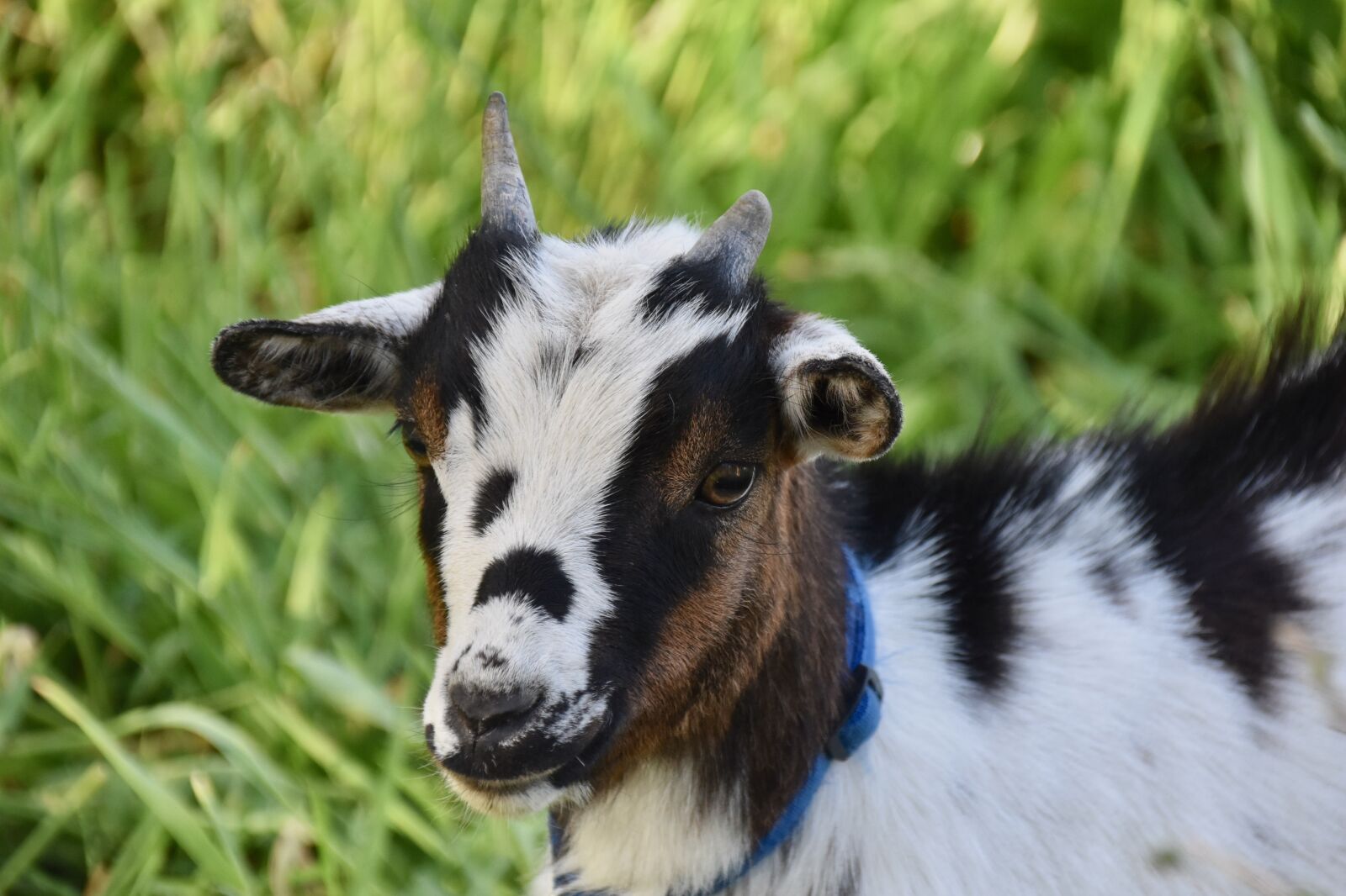 Nikon D5600 sample photo. Goat, goat horns, ruminant photography