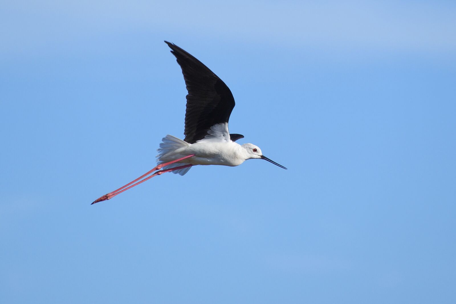 Nikon D500 sample photo. Black-winged stilt, flight, bird photography