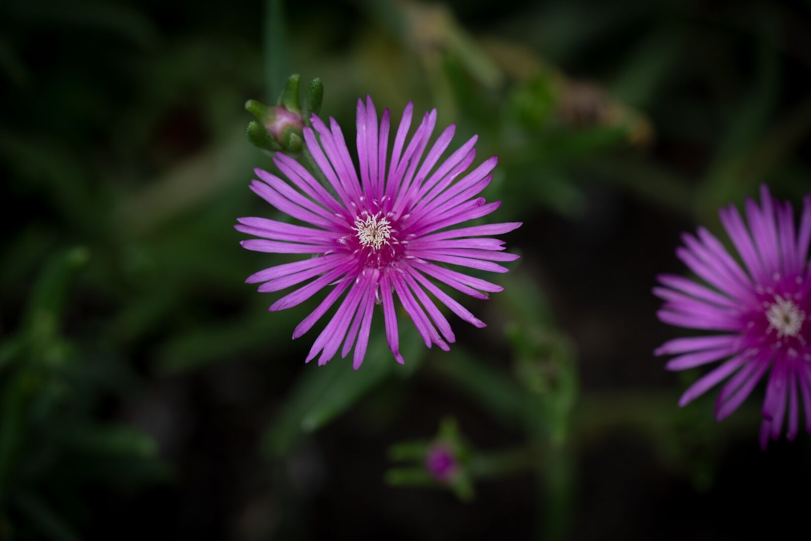 Nikon D750 sample photo. Flowers, garden, summer photography