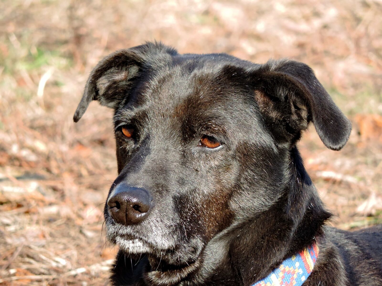 Nikon Coolpix P520 sample photo. Hunting dog, shepherd dog photography