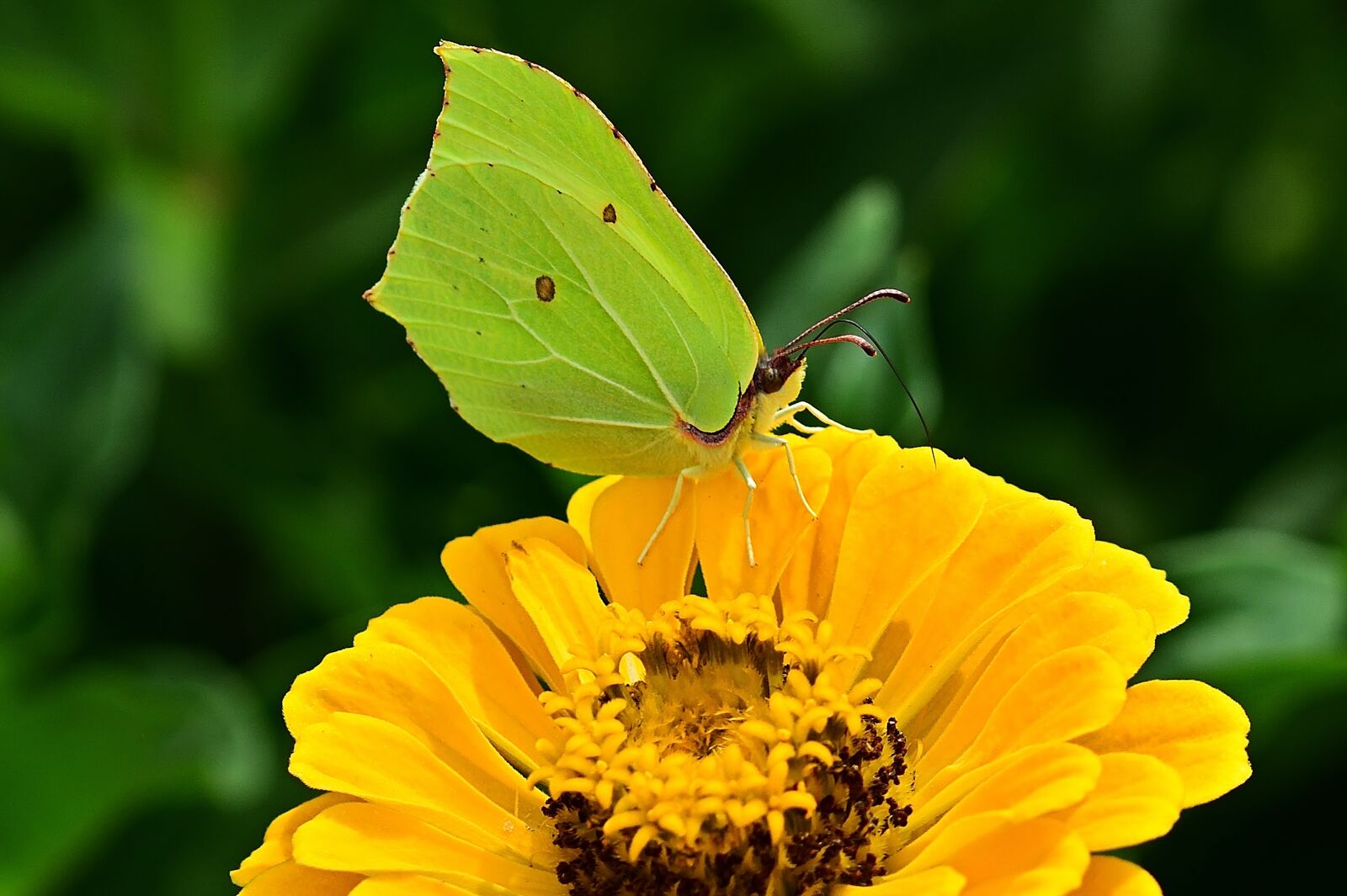 Nikon D5200 sample photo. Gonepteryx rhamni, butterfly, zinnia photography