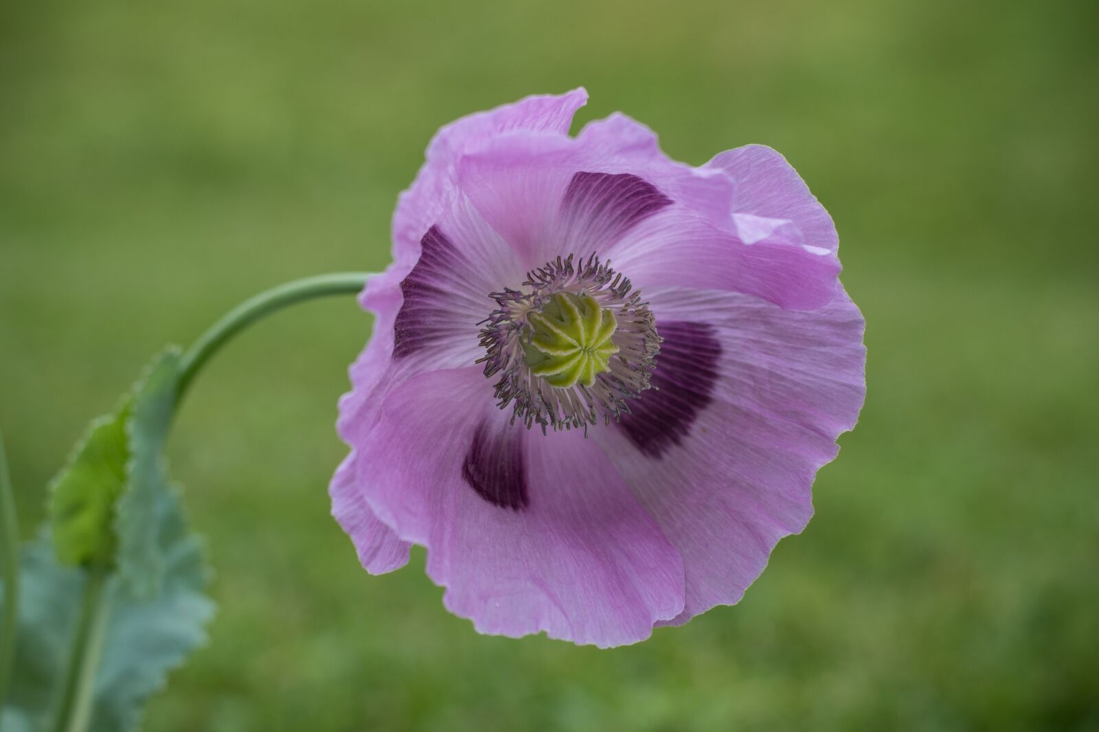 Nikon D5500 sample photo. Poppy, purple, blossom photography
