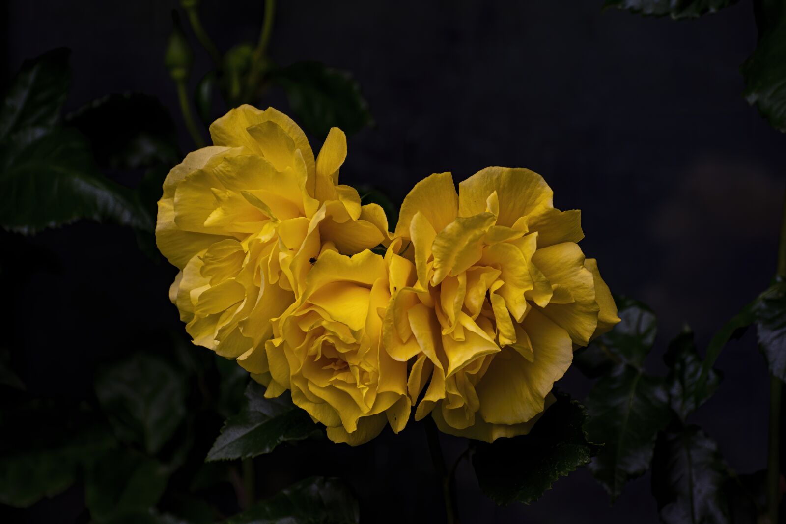 Nikon D7100 sample photo. Rose, have, flower photography