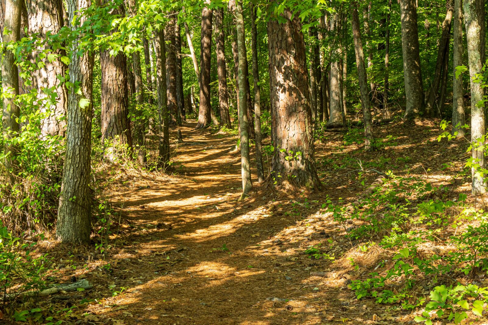 Sony E 35mm F1.8 OSS sample photo. Shady forest, sunbeams, forest photography