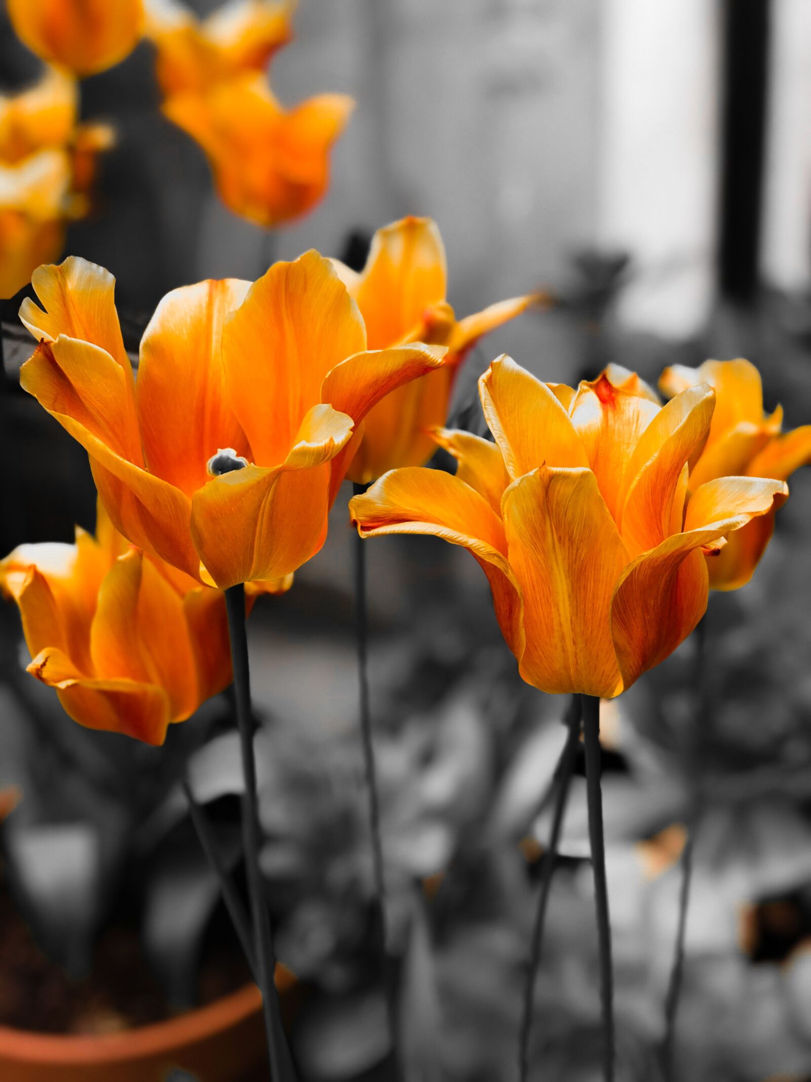 iPhone 8 Plus back dual camera 6.6mm f/2.8 sample photo. Garden, flowers, tulips photography