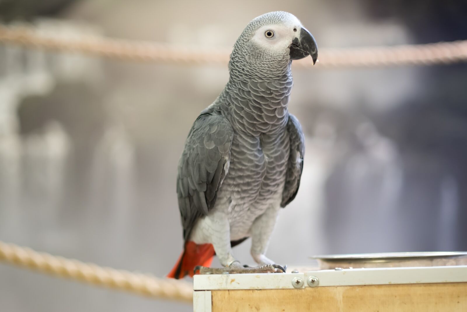 Fujifilm X-T10 sample photo. Parrot, bird, nature photography