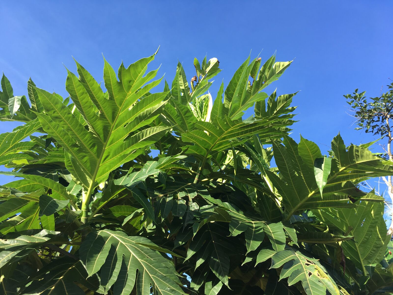 iPhone SE back camera 4.15mm f/2.2 sample photo. Green leaf, blue sky photography