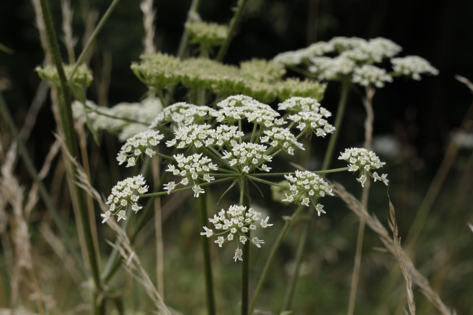 Canon EOS 500D (EOS Rebel T1i / EOS Kiss X3) sample photo. Plant, flower, nature photography