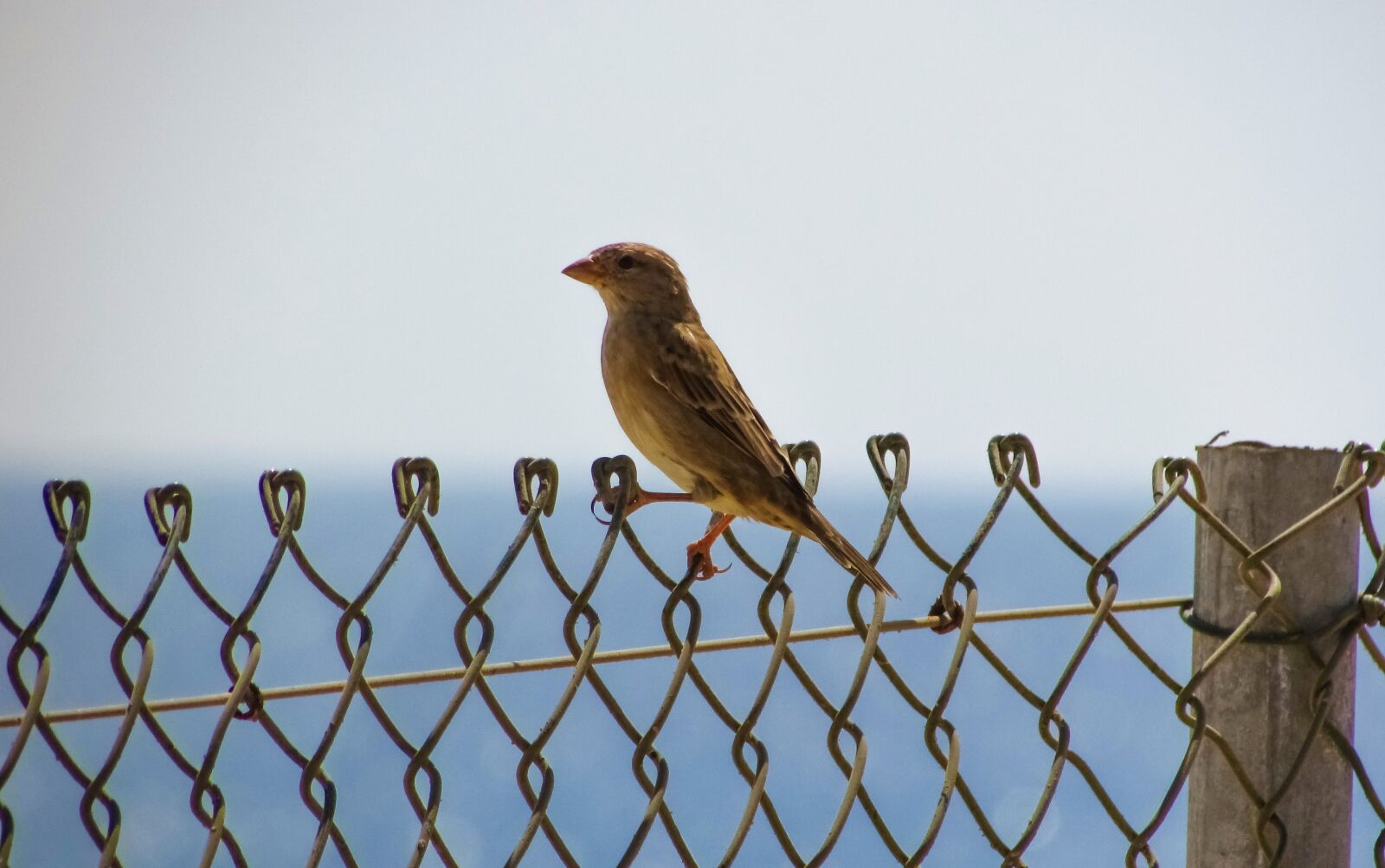 Canon PowerShot SX400 IS sample photo. Bird, fence, animal photography
