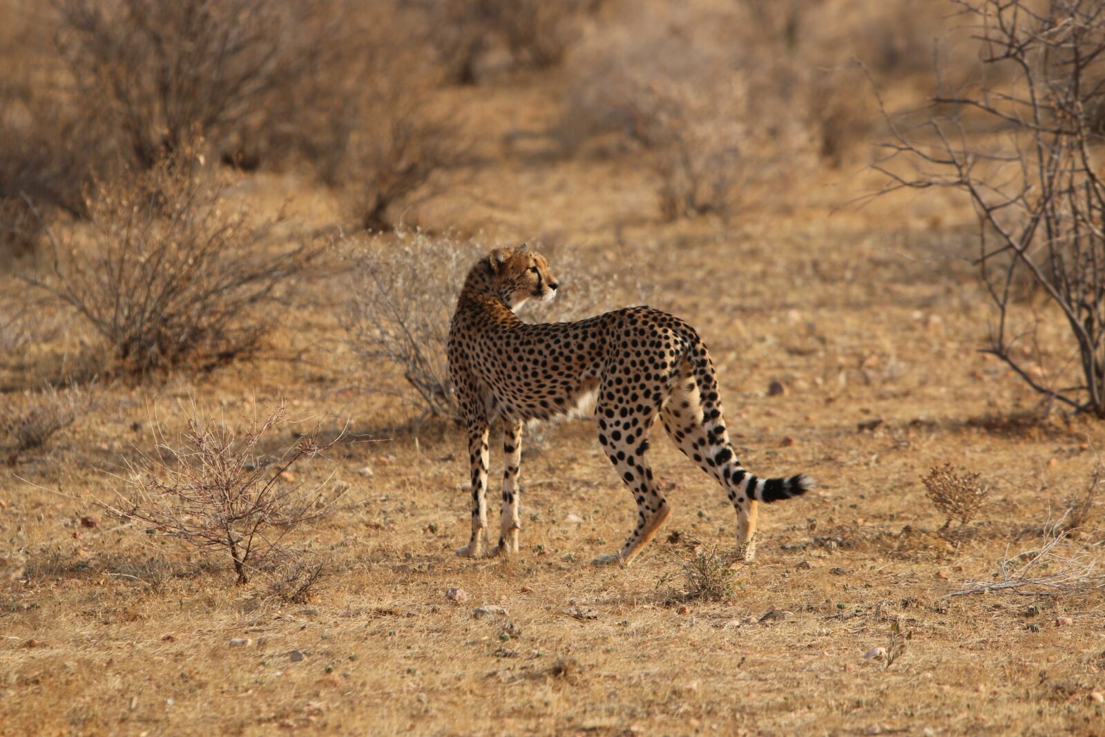 Canon EOS 70D + Canon EF 70-200mm F2.8L IS USM sample photo. Jaguar, africa, nature photography