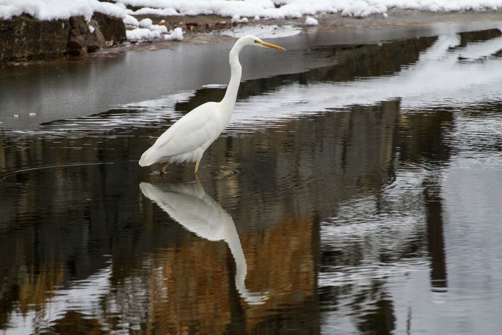 Canon EOS 7D + Canon EF 70-300mm F4-5.6L IS USM sample photo. Egret, winter health, snow photography