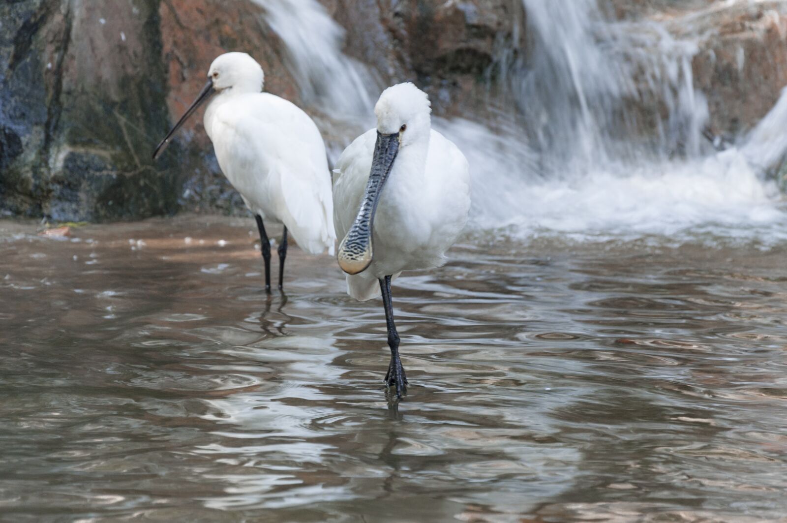 Nikon D90 sample photo. Water, bird, animal photography