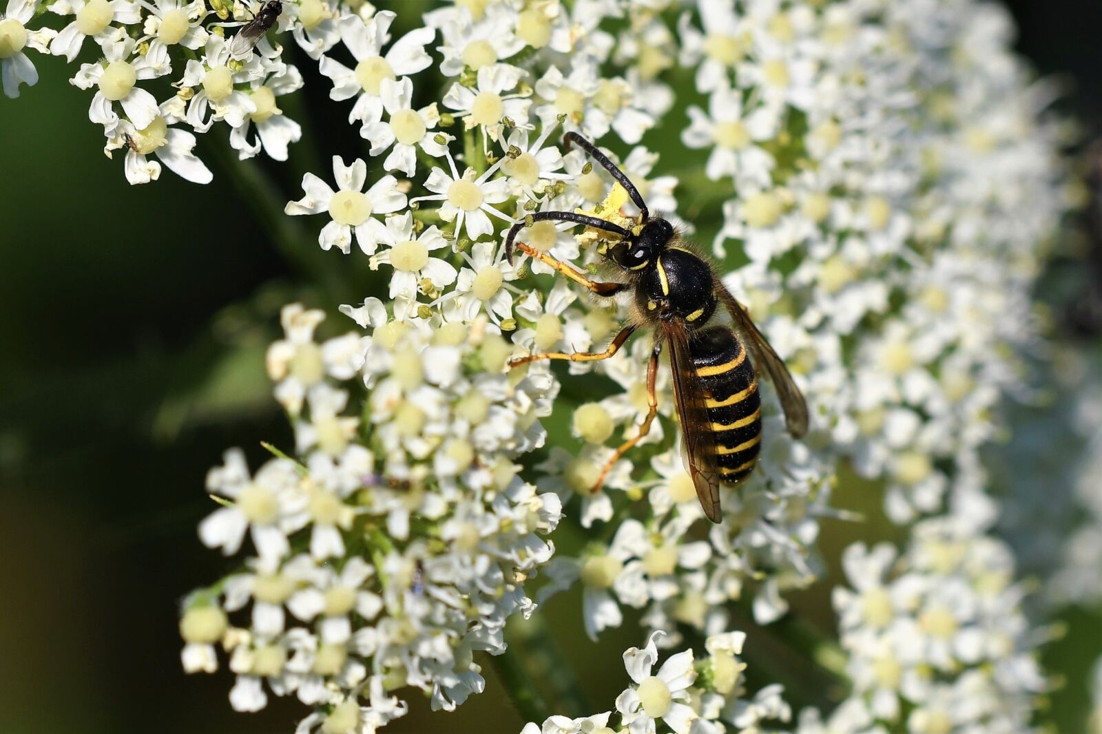 Nikon D500 sample photo. Saxon wasp, dolichovespula, oh photography
