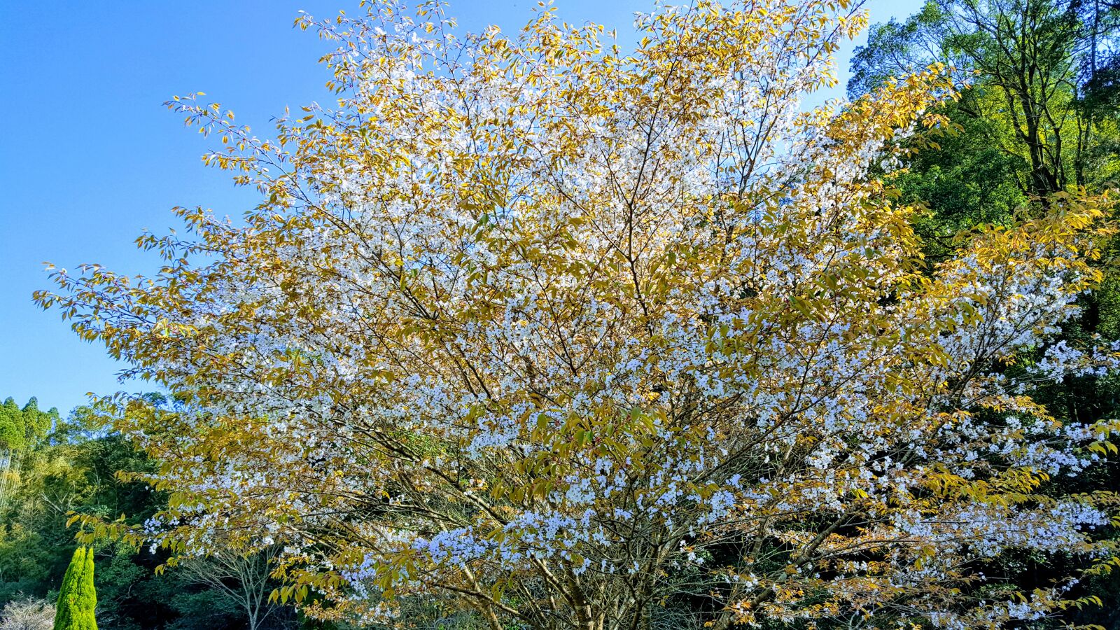 Samsung Galaxy S6 sample photo. Landscape, cherry blossoms, japan photography