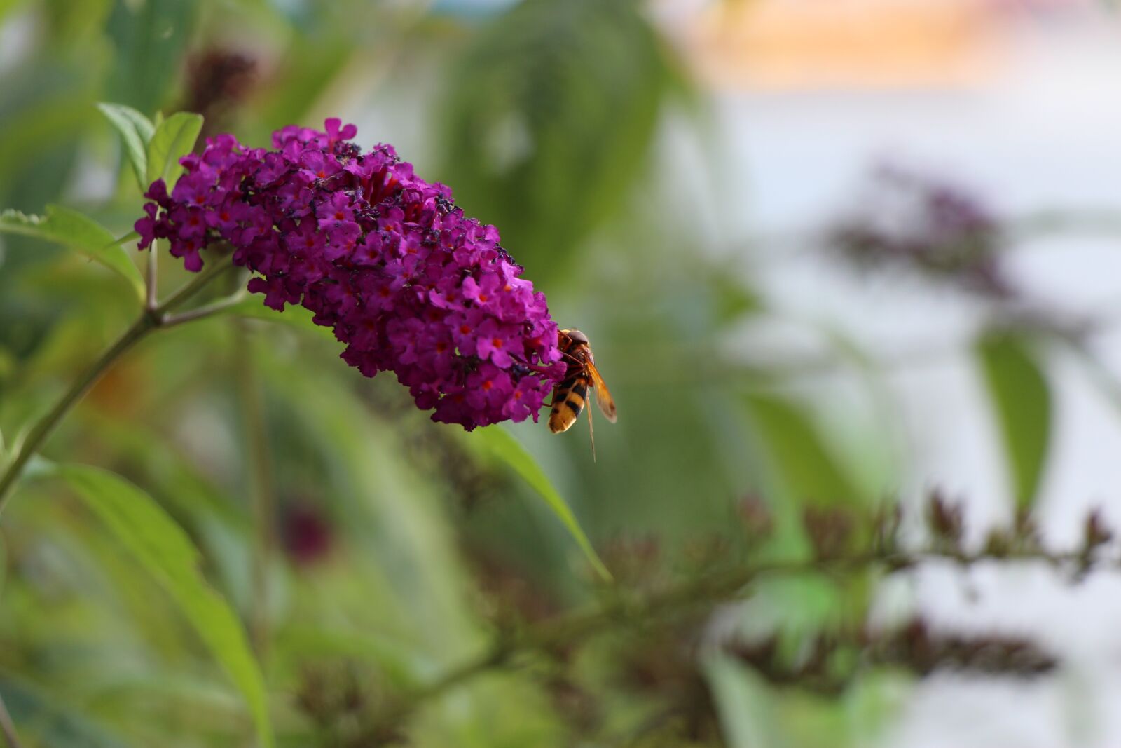 Canon EOS 650D (EOS Rebel T4i / EOS Kiss X6i) sample photo. Insect, blossom, bloom photography
