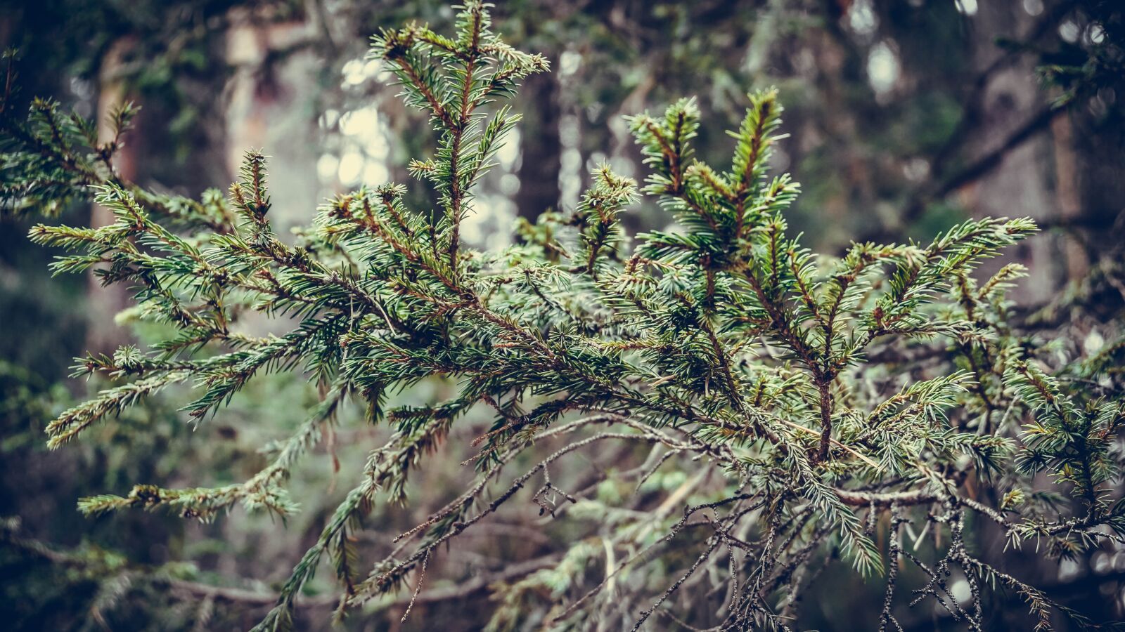Sony a6000 + Sony Vario-Tessar T* E 16-70mm F4 ZA OSS sample photo. Branch, spruce, forest photography