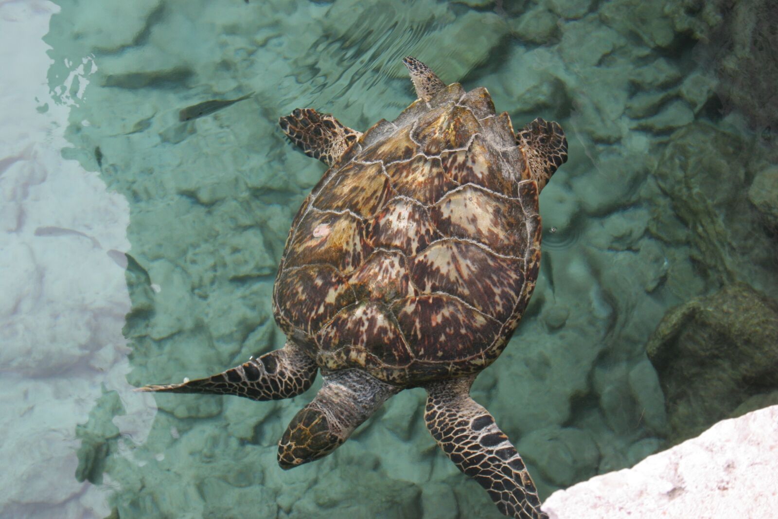 Canon EOS 20D sample photo. Turtle, sea turtle, ocean photography
