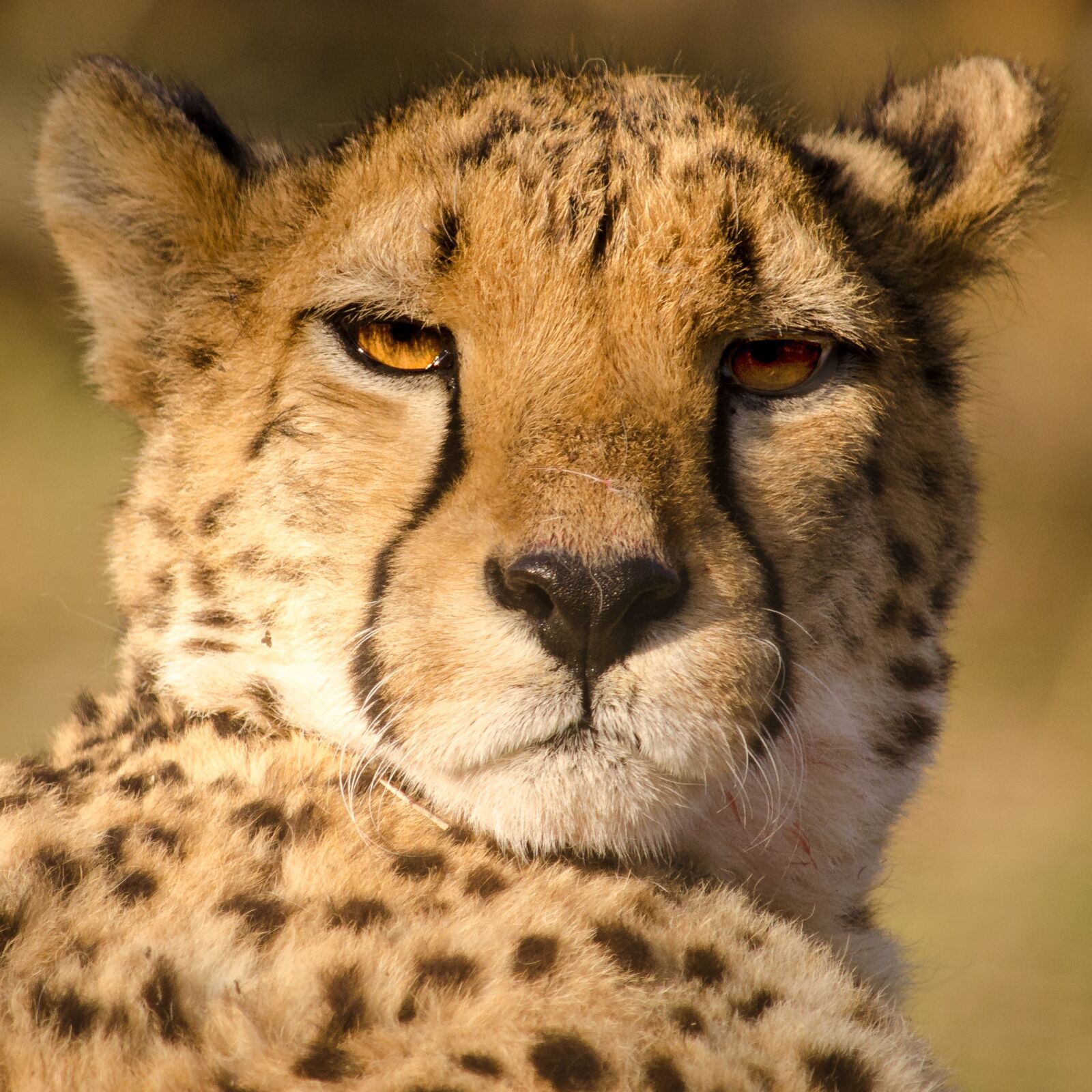 Nikon D5100 sample photo. Cheetah, fast, cat photography