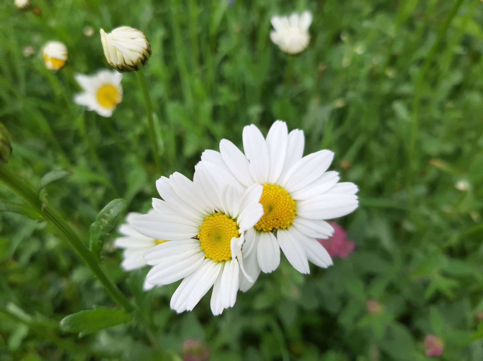 Samsung Galaxy A50 sample photo. Daisy, white, flowers photography