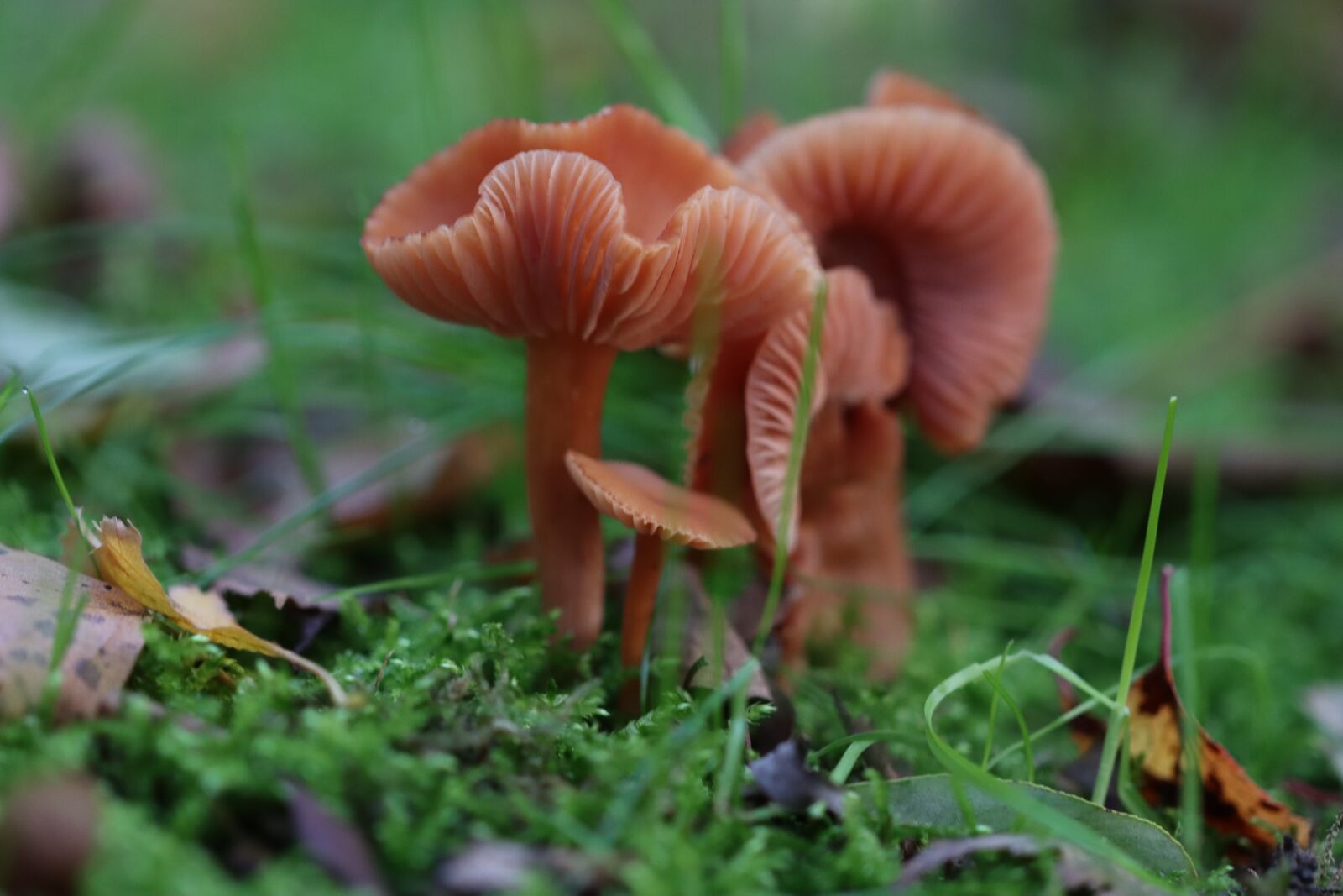 Canon EOS 90D sample photo. Mushrooms, undergrowth, fall photography